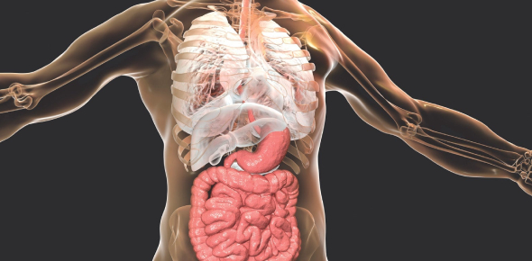 Introduction To Anatomy And Physiology Quiz - ProProfs Quiz
